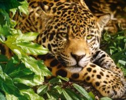 102051 Леопард 1000эл.