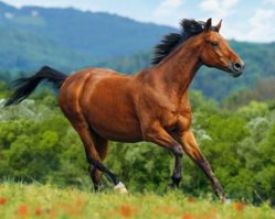 102396 Лошадь 1000эл.