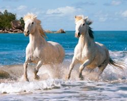 102433 Белые лошади 1000эл.