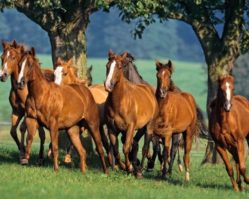 150748 Лошади 1500эл.