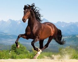 150755 Лошадь 1500эл.