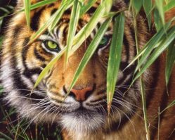 150816 Тигр 1500эл.