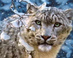 150823 Снежный леопард 1500эл.