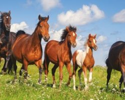 400034 Лошади 4000эл.