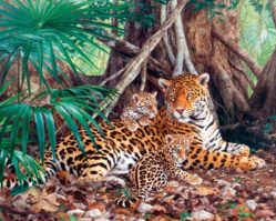 С-300280 Ягуары в джунглях