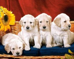 101771 Щенки 1000эл.