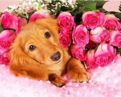 H1384 Щенок и розы