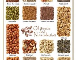 H1472 Коллекция семян и орехов