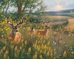 51789 Олени на опушке