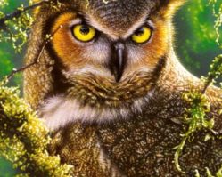 103577 Сова. Наблюдение 1000эл.