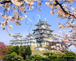 H1436 Цветущая сакура в храме Химедзи