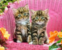 1000эл. Котята на стуле (C-103775)