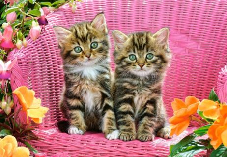 1000эл. Котята на стуле (C-103775)