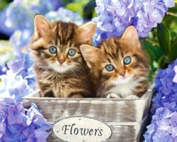 1500эл. Два котенка (C-151561)