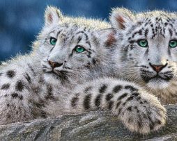 В-060115 Снежные леопарды