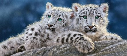 В-060115 Снежные леопарды