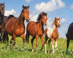 В-060351 Лошади