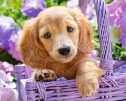 C-103799 Щенок в корзине 1000эл.