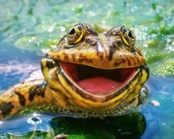 B-52813 Зеленая и забавная