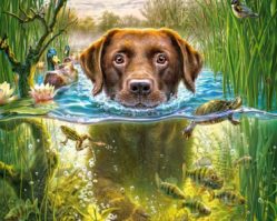 B-52882 Собака в пруду