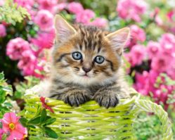 B-52974 Котенок в саду